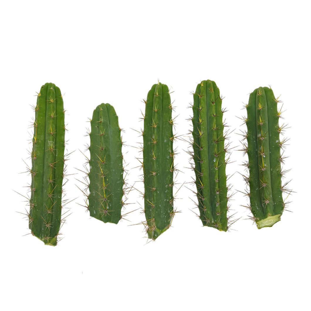 Trichocereus Bridgesii | Bulk Cutting Packs | Bolivian Torch Cactus Bulk - Regular / 5 Small Cutting (8-12 inch) - San Pedro Source