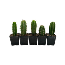 Load image into Gallery viewer, Trichocereus Hybrid Variety Packs | Cactus Collector Variety Packs - 3 Plants / Seedlings (2-4 inch) - San Pedro Source
