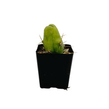 Load image into Gallery viewer, Trichocereus Bridgesii Monstrose | Short Form | Type B | Penis Cactus - Small (2.5 inch pot) - San Pedro Source
