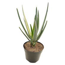 Load image into Gallery viewer, Aloe Hercules Variegated
