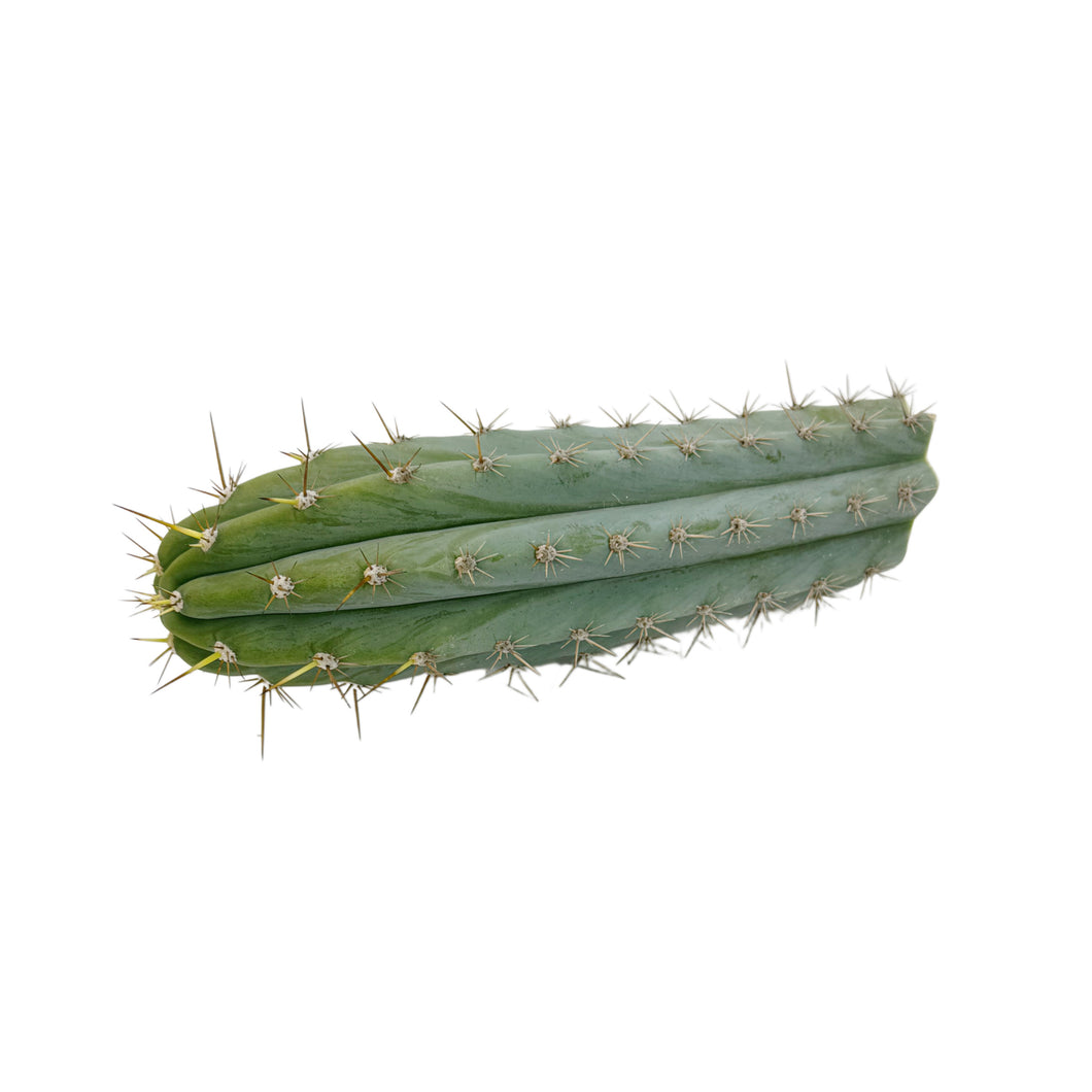 Trichocereus Peruvianus | Peruvian Torch Cactus Cuttings