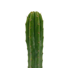 Load image into Gallery viewer, Trichocereus Pachanoi | Non-PC San Pedro Cactus
