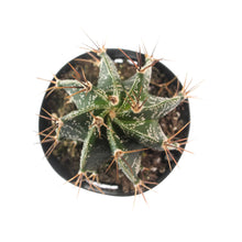 Load image into Gallery viewer, Astrophytum Ornatum | Star Barrel Cactus
