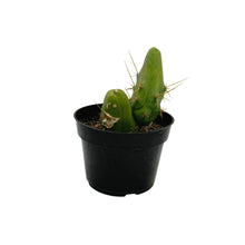 Load image into Gallery viewer, Trichocereus Bridgesii Monstrose | Short Form | Type B | Penis Cactus
