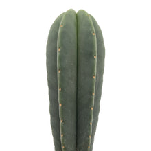 Load image into Gallery viewer, Trichocereus Scopulicola | Spineless San Pedro Cactus - Rooted / Seedling (2-4 inch) - San Pedro Source
