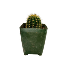 Load image into Gallery viewer, Trichocereus Flowering Hybrids - Seedling - San Pedro Source
