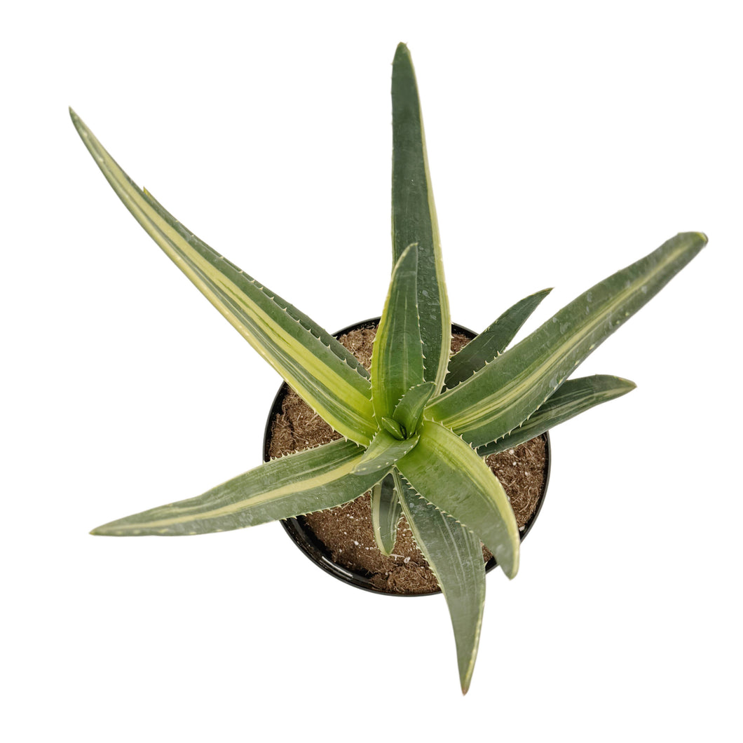 Aloe Hercules Variegated