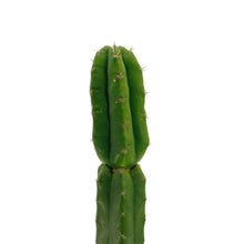 Load image into Gallery viewer, Trichocereus Pachanoi | Non-PC San Pedro Cactus
