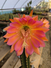 Load image into Gallery viewer, Trichocereus Zelly | Zelly Flowering Hybrids - Seedling - San Pedro Source
