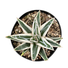 Load image into Gallery viewer, Agave Victoriae Reginae ‘White Rhino’ | White Rhino Agave
