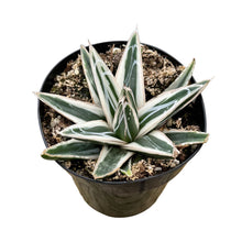 Load image into Gallery viewer, Agave Victoriae Reginae ‘White Rhino’ | White Rhino Agave - 4 inch pot - San Pedro Source
