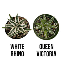 Load image into Gallery viewer, Agave Victoriae Reginae ‘White Rhino’ | White Rhino Agave
