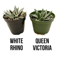 Load image into Gallery viewer, Agave Victoriae Reginae ‘White Rhino’ | White Rhino Agave - 4 inch pot - San Pedro Source
