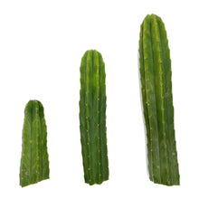 Load image into Gallery viewer, Trichocereus Pachanoi Cuttings | San Pedro Cactus Cuttings
