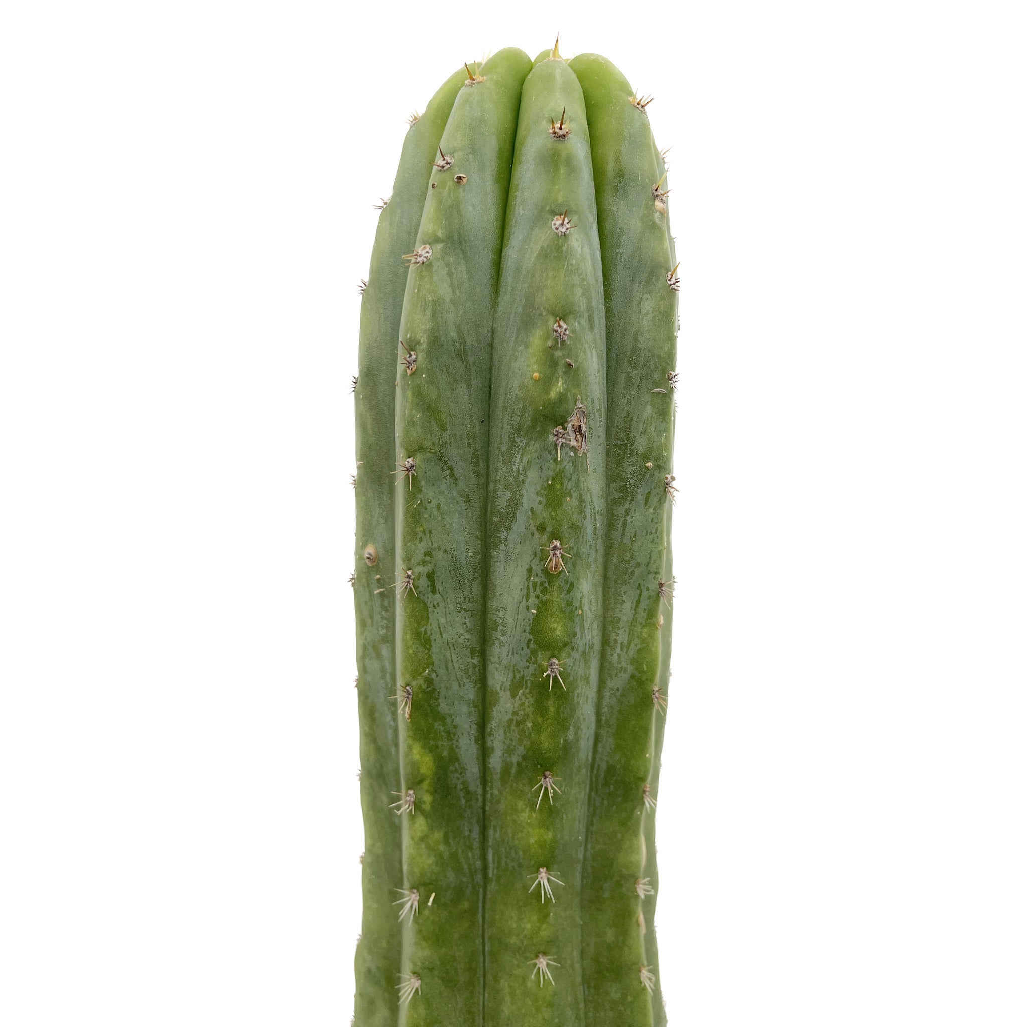 Peruvian Torch Cactus – San Pedro Source 