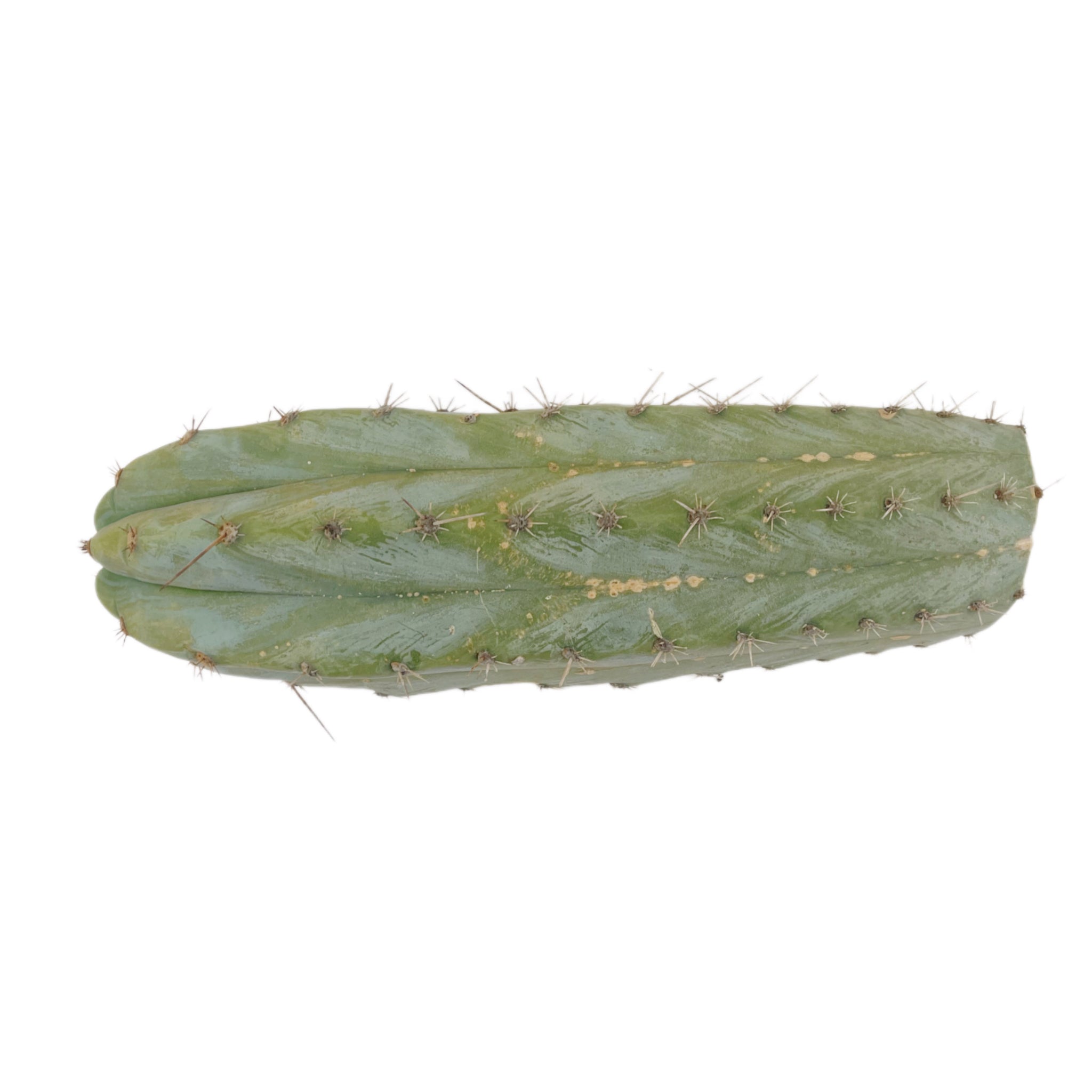 Peruvian Torch Cactus Cuttings | Trichocereus Peruvianus – San Pedro Source