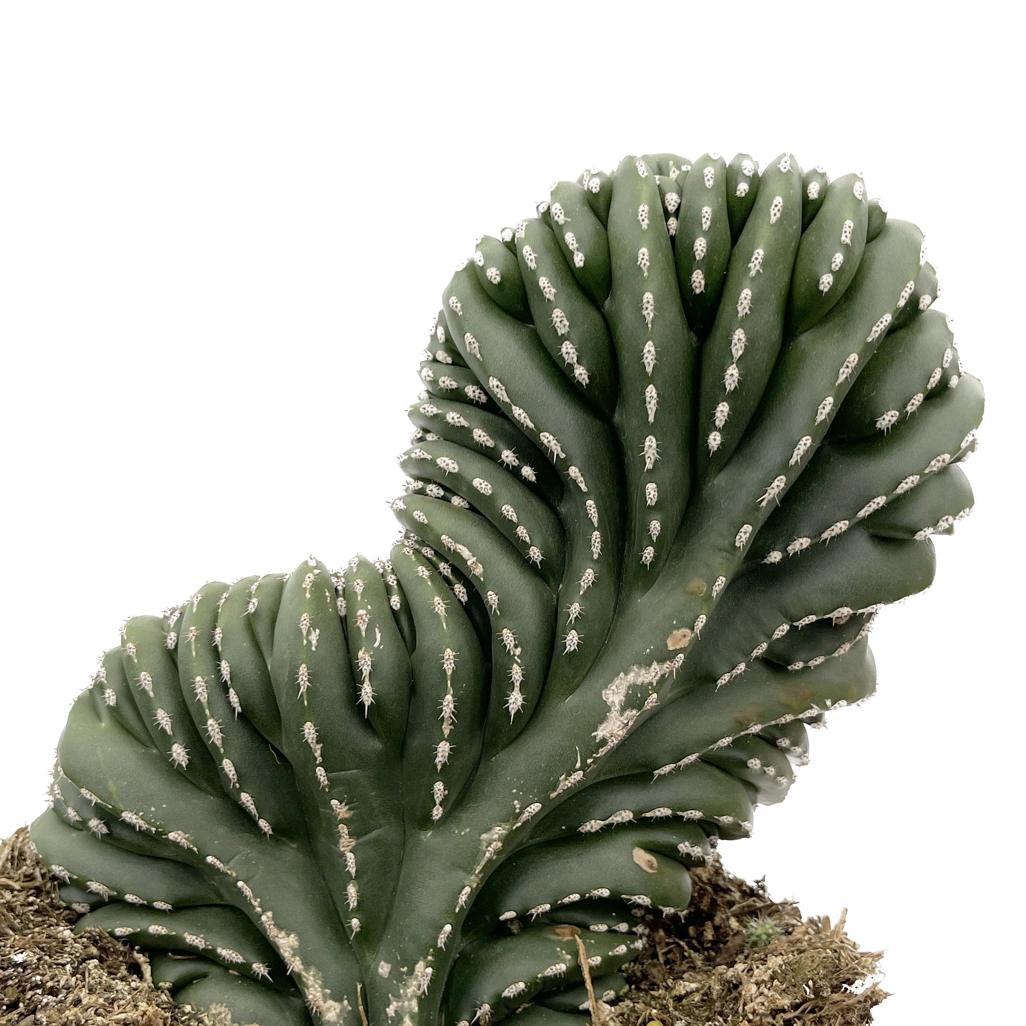 Lophocereus marginatus cristata, Crested Mexican Fencepost on sale Cactus, exact plant