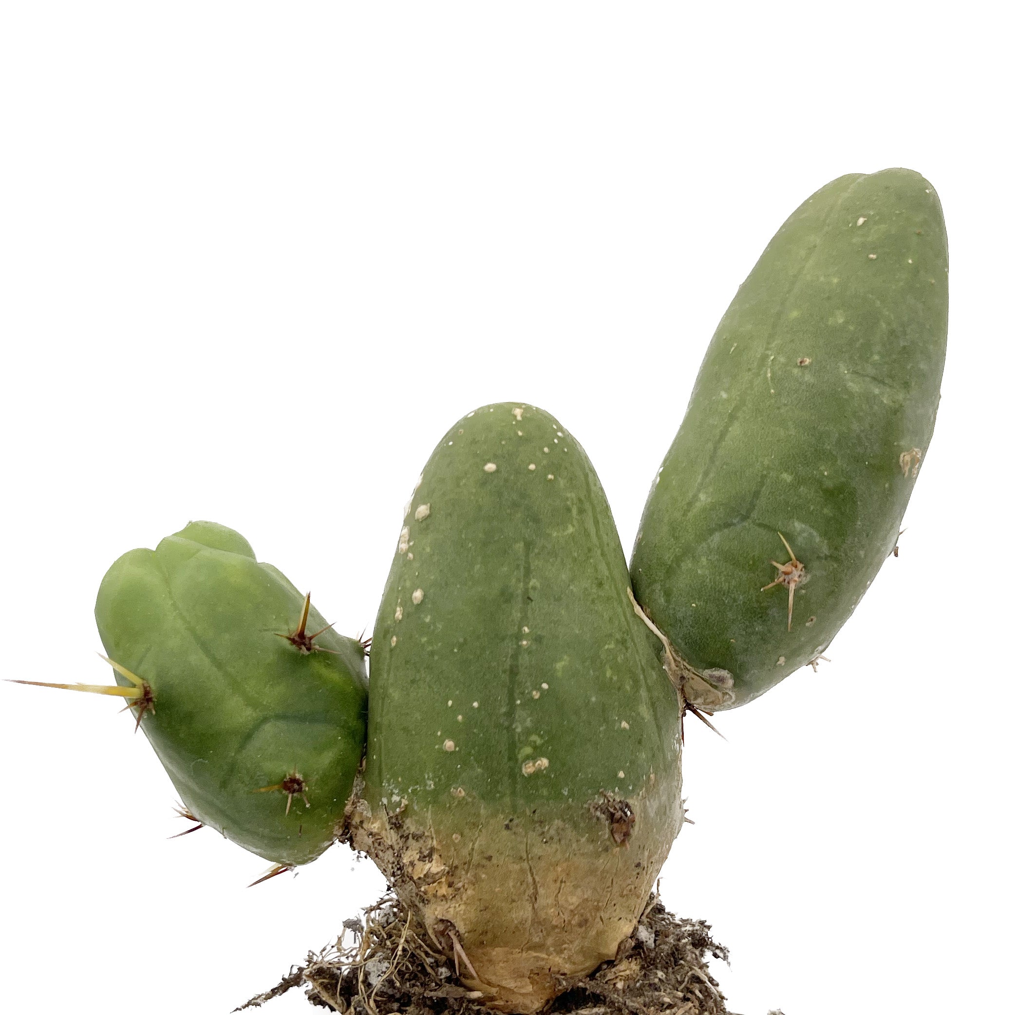 Penis Cactus | Short Form | Trichocereus bridgesii monstrose – San ...