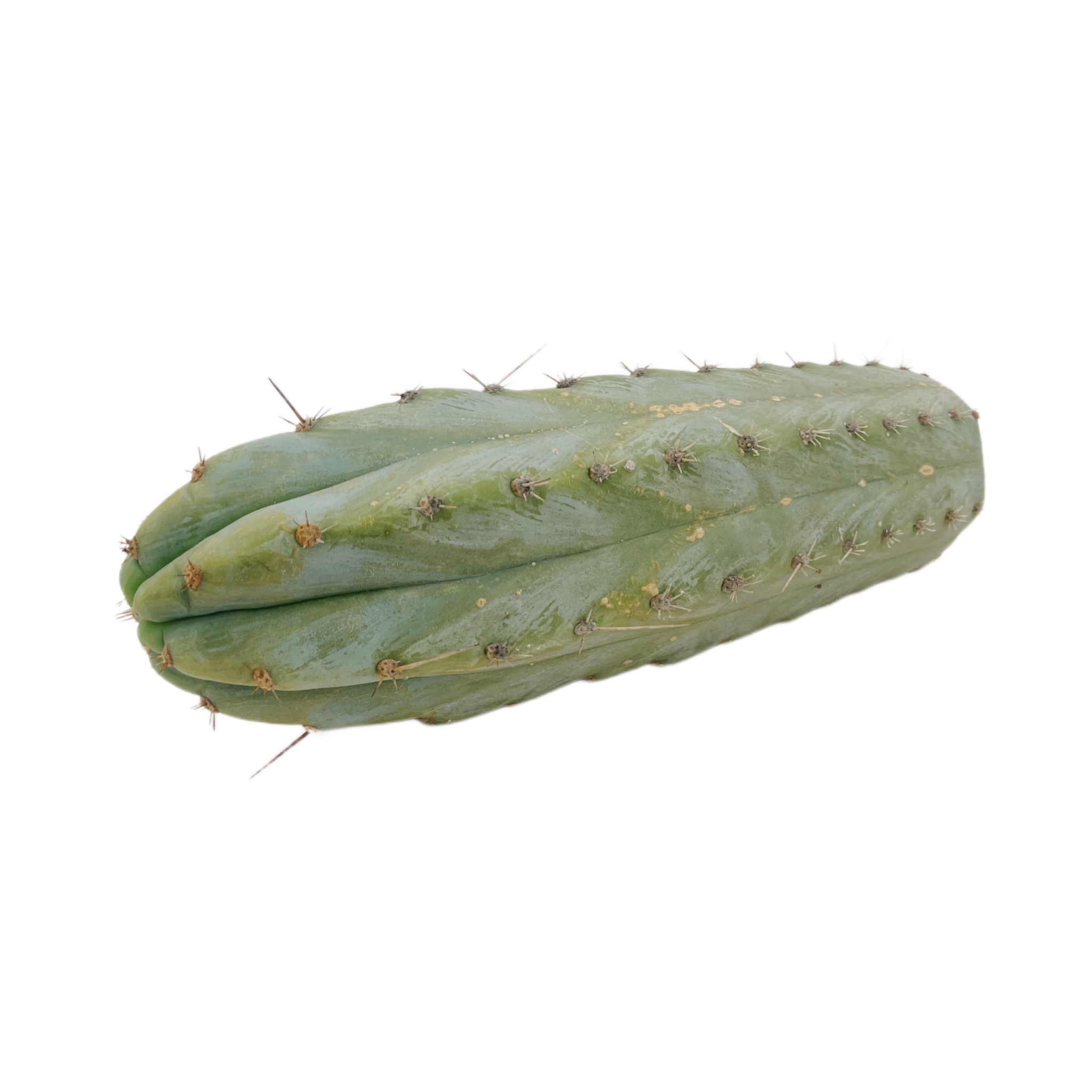 Peruvian Torch Cactus Cuttings | Trichocereus Peruvianus – San Pedro Source